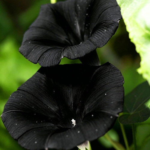 Dwarf petunia seeds for - seeds,