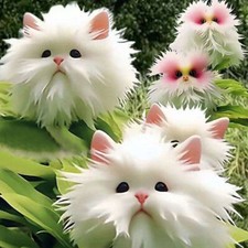 100 Rare cat Face Orchid Seed 1Pack Dracula Cute Simia Garden Plant Flower Decor