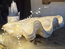 Real Giant Clam Shell Natural