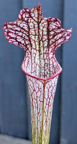 Sarracenia john rizzi - rizzi, royal