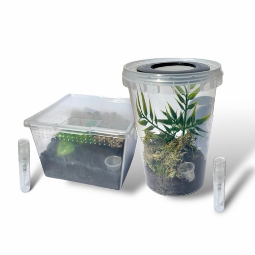 Spiderling kit tarantula - spiderling,