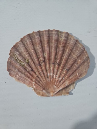 North sea king scallop - sea,