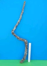 CORK BARK BRANCH 88CM LEOPARD