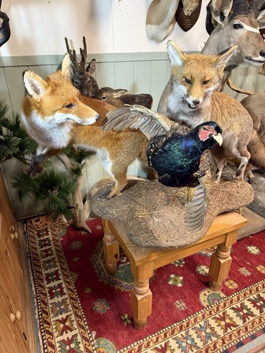 Taxidermy fox pair chasing - taxidermy,