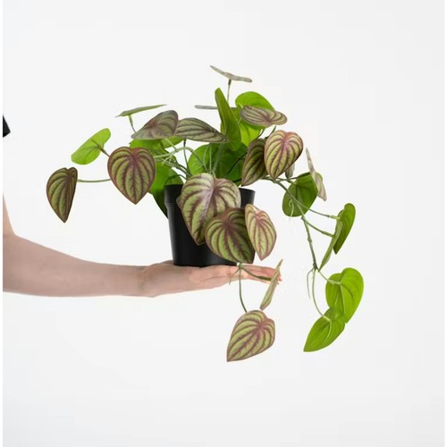 Blooming artificial 40cm - -,