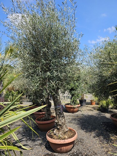 10ft olive tree in bowl - olive,