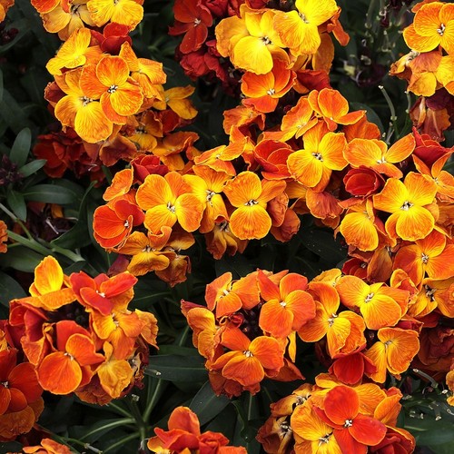 Sugar rush orange - rush,