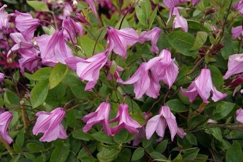 Clematis aljonushka in - 'aljonushka',