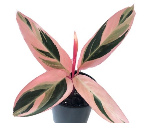 Calathea triostar indoor - calathea, |