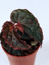 NEW! HYBRID! Begonia