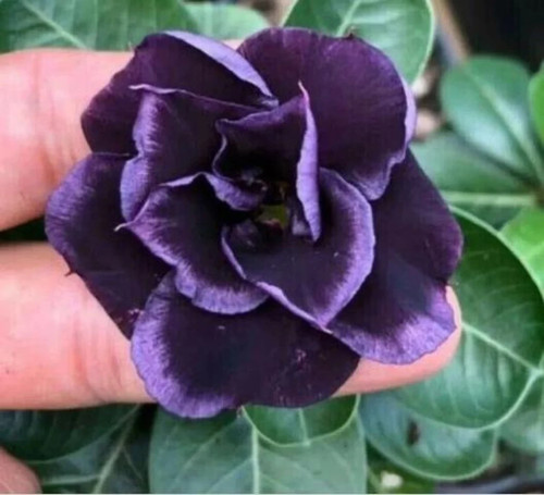 Dark purple desert rose - desert,