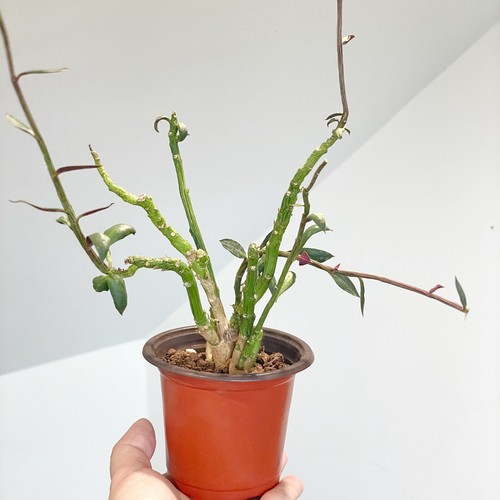 Euphorbia tithymaloides