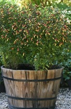 Brazilian Fuchsia Indoor Plant Tender Flower Shrub Jacobinia. 9-11cm Pot.