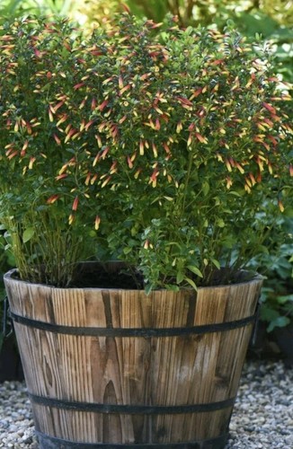 Brazilian fuchsia indoor plant - indoor,