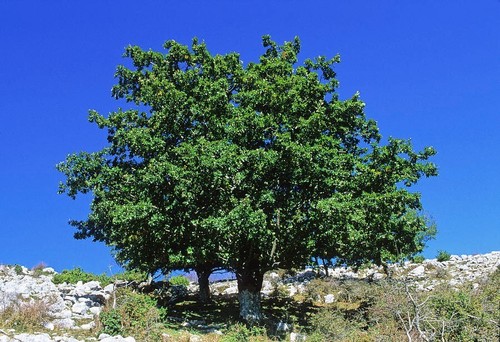 Quercus cerris turkey - cerris, /
