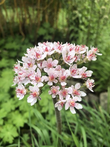 Darmera peltata pond - darmera,
