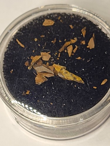 Tyrannosaurus rex tooth - tyrannosaurus,