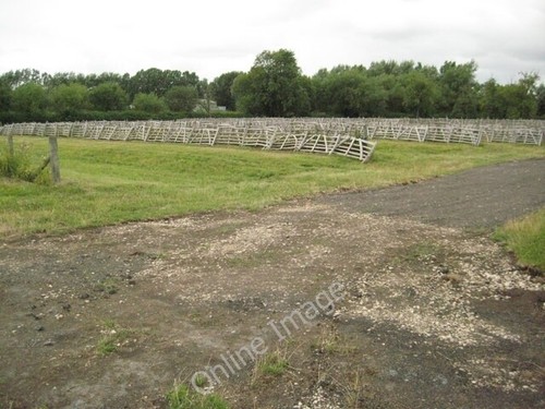 Photo 6x4 sheep - sheep, sale
