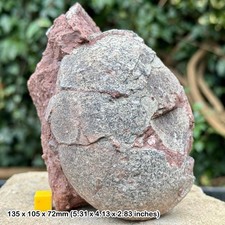 Theropod dinosaur egg fossil | hadrosaur ovaloolithus dinornithoides | genuine