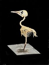 Skeleton. Song Bird. Real skeleton bone. Bird Skeleton. Complete As Seen.