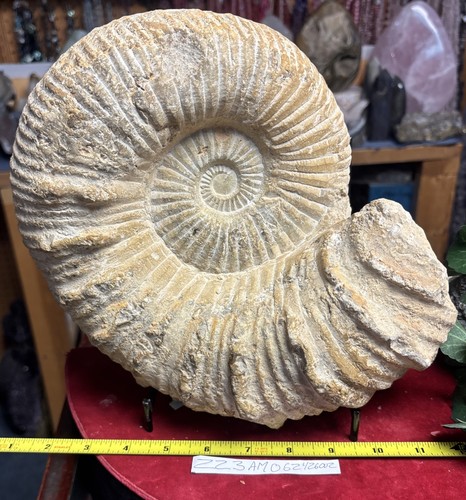 Extra large natural ammonite - large,