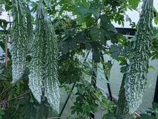 Fresh Ampalaya/karela(Bitter