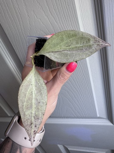 Hoya nicholsonia new - new, guinea