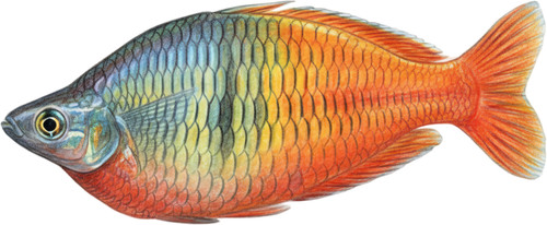 Boesemani rainbowfish fish - boesemani,
