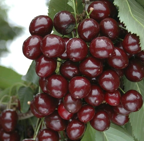 Stella dwarf cherry fine - x,
