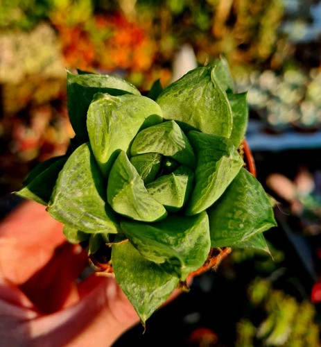 Haworthia cymbiformis - haworthia, |