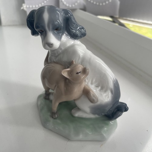Dog cat harmony nao - cat,
