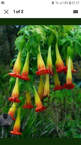 Brugmansia red yellow plant - brugmansia,