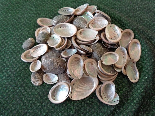 Abalone sea shells - 10, x