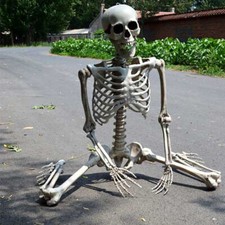 Life Size 90CM Halloween Human Skeleton Bones Posable Skull Party Prop Hanging