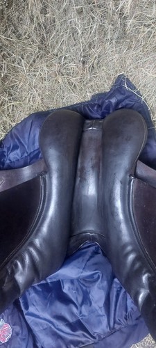Albion vsd working hunter - albion,