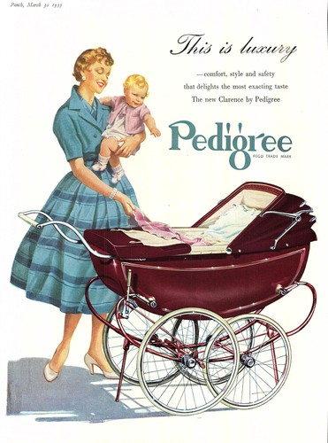 1955 advert for pedigree - 1955,
