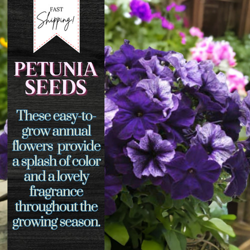 Petunia seeds flowers - seeds,