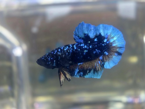 Avatar male plakat - betta, fish