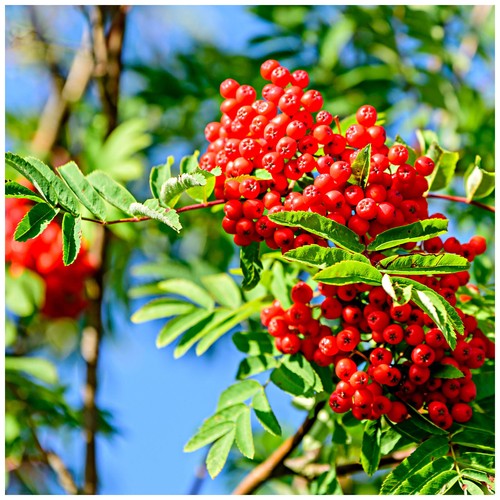 Mountain ash rowan - rowan, plant
