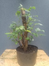 English Elm Bonsai Tree