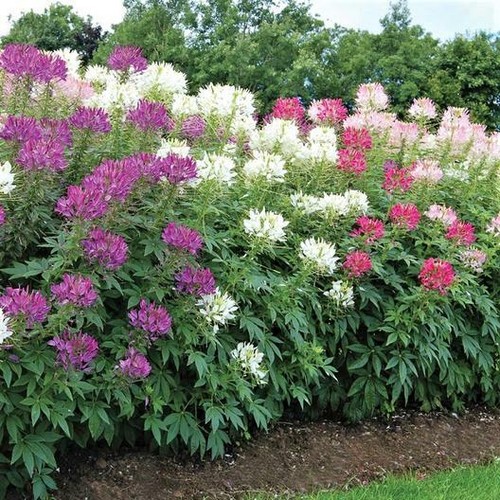 Cleome mixed colors spider - cleome,