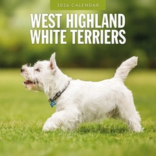 West Highland White Terriers 2026 Square Wall Calendar