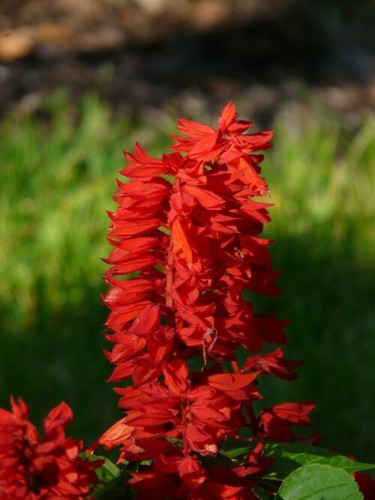 500 sage seeds scarlet - sage,