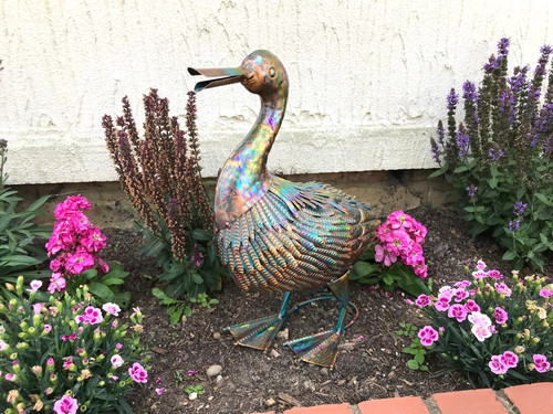 Duck bird multicolour garden - bird,