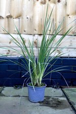 Dierama Pulcherrimum