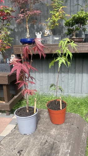 Japanese maple acer - japanese,