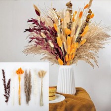 Pampas Grass Natural Dried