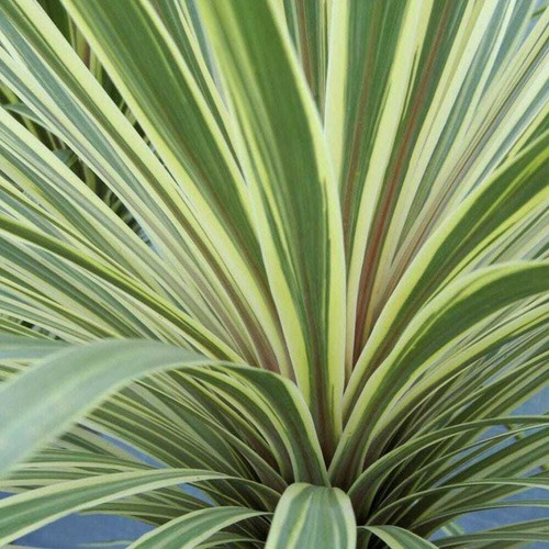 Torbay dazzler cabbage palm - dazzler,