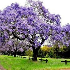 Paulownia Tomentosa   Empress