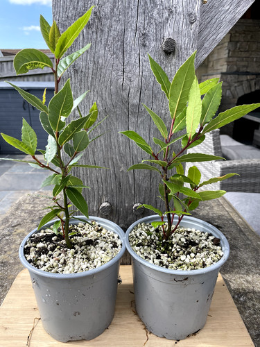 Bay trees litre pots - 2,